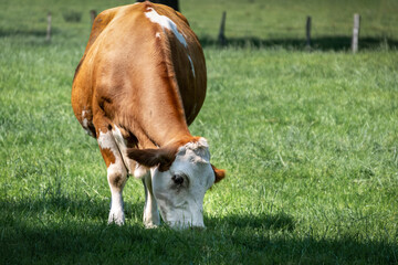 eine Kuh steht auf der Weide und frisst Gras