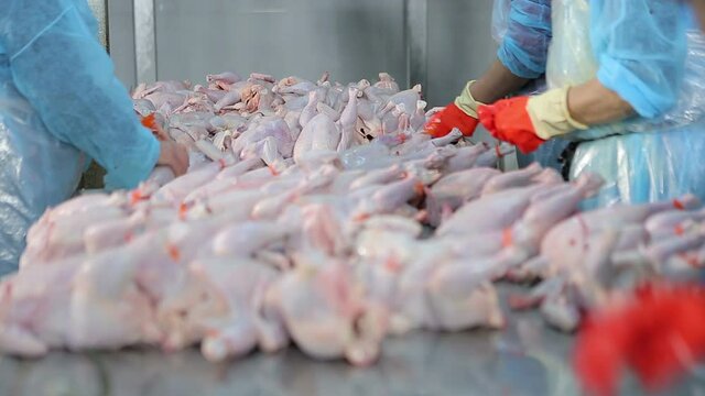 Chicken processing line at poultry farm . Chicken meat production line . Food processing plant . Food industry. Food factory . Workers working packaging and sorting chicken