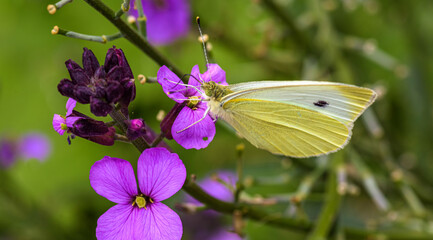 beautiful cabbage white butterfly gets the nectar from a purple flower of the Erysimum Bowles Mauve with blurred background, selective focus point, panorama image