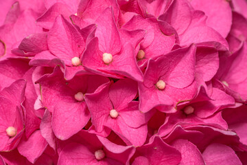 close up pink hydrangea flowers, flora background
