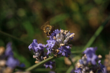 Photo of a bee collecting nectar on a lavender flower. Macrophotography of insects.