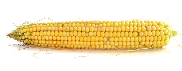Cob of young corn isolated on white background.