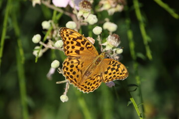 Silver washed fritillary butterfly on a flower