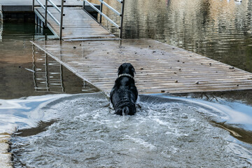 Dog swimming up to dock
