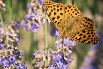 An orange butterfly on purple lavender flowers. Macro photo of insects.