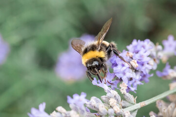 A large bumblebee on lavender flowers. Macrophotography of insects