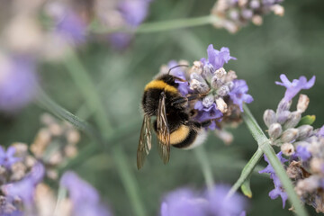 A large bumblebee on lavender flowers. Macrophotography of insects
