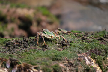 Crab  At the sea , Beautiful sea view , Nature background , nature beauty