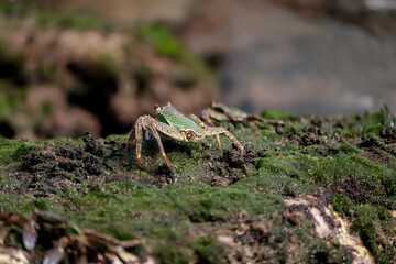 Crab  At the sea , Beautiful sea view , Nature background , nature beauty