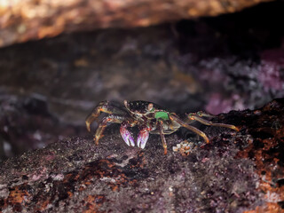 Crab  At the sea , Beautiful sea view , Nature background , nature beauty