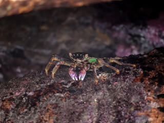Crab  At the sea , Beautiful sea view , Nature background , nature beauty