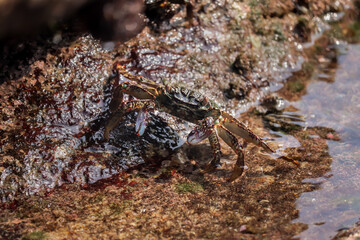 Crab  At the sea , Beautiful sea view , Nature background , nature beauty