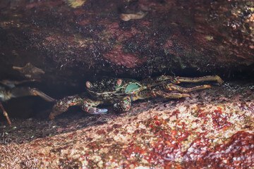 Crab  At the sea , Beautiful sea view , Nature background , nature beauty