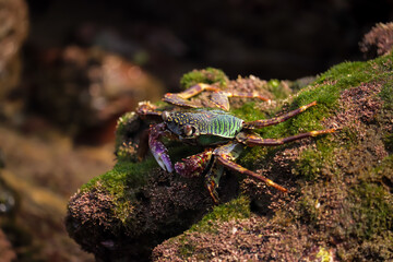 Crab  At the sea , Beautiful sea view , Nature background , nature beauty