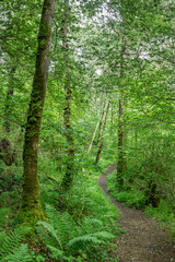 Footpath through Wood of Cree in the Galloway National Forest in Scotland