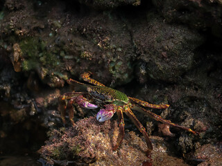 Crab  At the sea , Beautiful sea view , Nature background , nature beauty