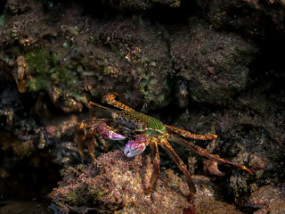 Crab  At the sea , Beautiful sea view , Nature background , nature beauty