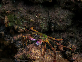 Crab  At the sea , Beautiful sea view , Nature background , nature beauty