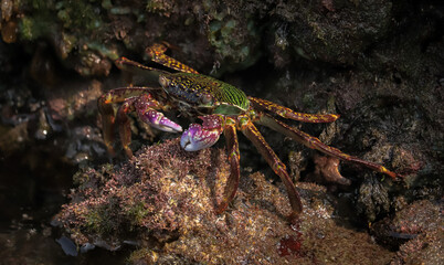 Crab  At the sea , Beautiful sea view , Nature background , nature beauty