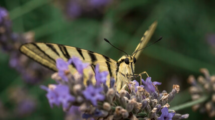Swallowtail butterfly on lavender flowers. A big beautiful butterfly. Macrophotography of insects.