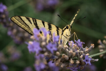 swallowtail butterfly in lavender flowers. macrophotography of insects.