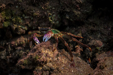 Crab  At the sea , Beautiful sea view , Nature background , nature beauty