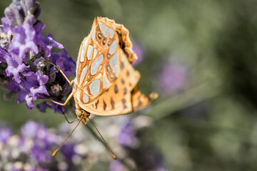 An orange butterfly on purple lavender flowers. Macro photo of insects.