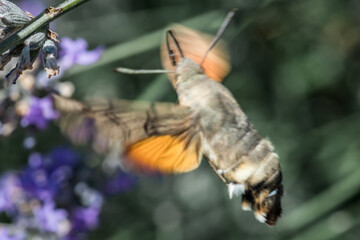 The hawk moth extracts nectar from lavender flowers. Macrophotography of insects.