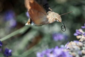 a hawk moth on purple lavender flowers. Macrophotography of insects.