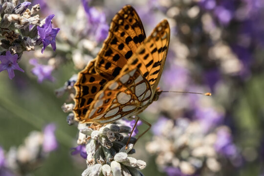 An orange butterfly on purple lavender flowers. Macro photo of insects.
