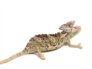 Fototapeta premium chameleon isolated on white background Chamaeleo calyptratus