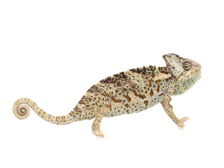 chameleon isolated on white background Chamaeleo calyptratus