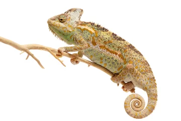 Poster chameleon isolated on white background Chamaeleo calyptratus © wip-studio