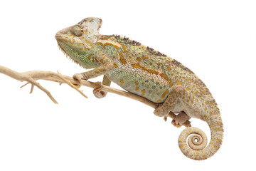 chameleon isolated on white background Chamaeleo calyptratus