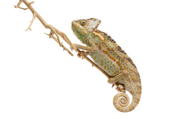 chameleon isolated on white background Chamaeleo calyptratus
