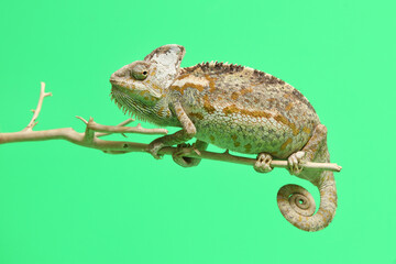 chameleon isolated on green background . Chamaeleo calyptratus
