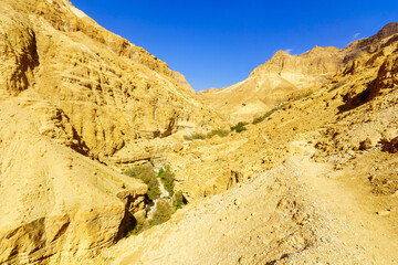 Landscape along the Arugot stream, in Ein Gedi Nature Reserve