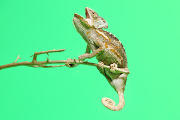 Naklejka premium chameleon isolated on green background . Chamaeleo calyptratus