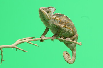 Obraz premium chameleon isolated on green background . Chamaeleo calyptratus
