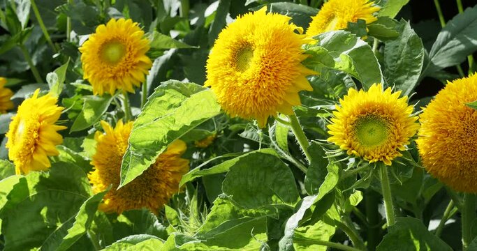 Helianthus annuus | Fleurs de tournesol 'Teddy Bear' ou Grand-soleil des jardins nains &agrave; inflorescence en forme de pompons doubles jaune orang&eacute; au bout de tiges rigides et trapues