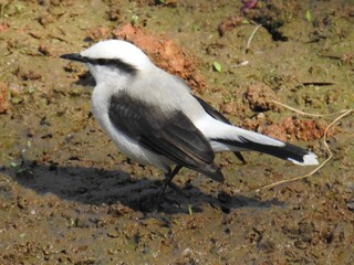 Pássaro brasileiros