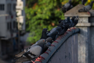 pigeons sitting on the wall 