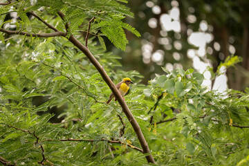Bird sitting on the tree , Weaver bird ,  Nature background
