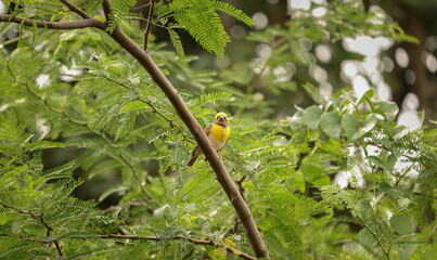 Bird sitting on the tree , Weaver bird ,  Nature background
