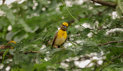 Bird sitting on the tree , Weaver bird ,  Nature background