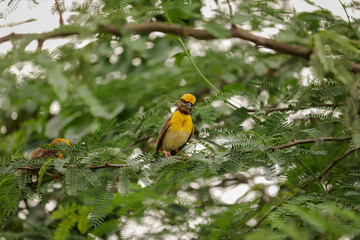 Bird sitting on the tree , Weaver bird ,  Nature background