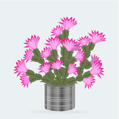 Schlumbergera (Christmas cactus) in a stainless steel pot