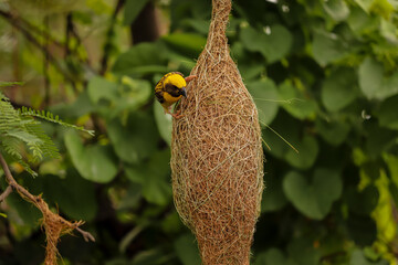 Weaver Bird sitting on the nest
