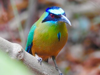 Pássaro brasileiros