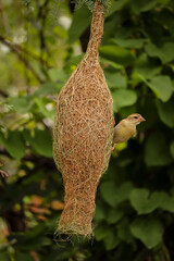 Weaver Bird sitting on the nest